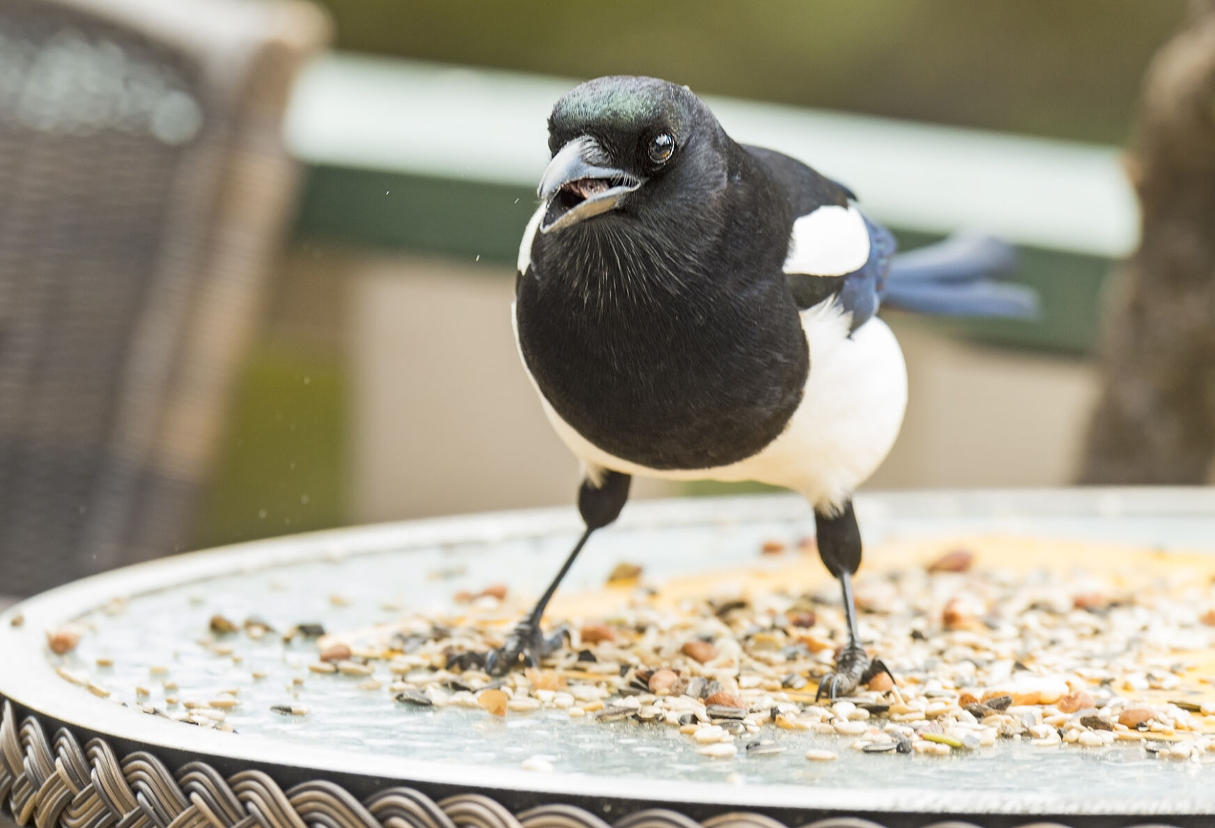 Black-billed Magpie